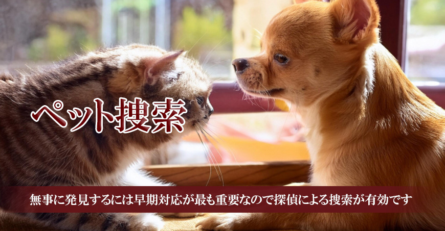 【焼津市・藤枝市・島田市・牧之原市・榛原郡吉田町・榛原郡川根本町　探偵】ペット捜索｜焼津市・藤枝市・島田市・牧之原市・榛原郡吉田町・榛原郡川根本町でペット捜索で探偵をお探しならスマイルエージェント静岡中部にお任せください。