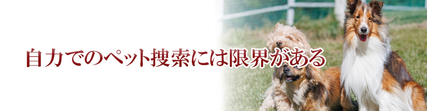 【焼津市・藤枝市・島田市・牧之原市・榛原郡吉田町・榛原郡川根本町　探偵】ペット捜索｜焼津市・藤枝市・島田市・牧之原市・榛原郡吉田町・榛原郡川根本町でペット捜索で探偵をお探しならスマイルエージェント静岡中部にお任せください。