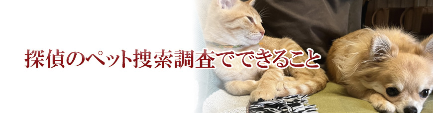 【焼津市・藤枝市・島田市・牧之原市・榛原郡吉田町・榛原郡川根本町　探偵】ペット捜索｜焼津市・藤枝市・島田市・牧之原市・榛原郡吉田町・榛原郡川根本町でペット捜索で探偵をお探しならスマイルエージェント静岡中部にお任せください。